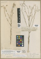 Filed as Linum lewisii Pursh [family LINACEAE]