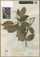 Type? of Alchornea integrifolia Pax & K.Hoffm. [family EUPHORBIACEAE]