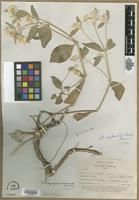 Isotype of Alternanthera arequipensis Suess. [family AMARANTHACEAE]