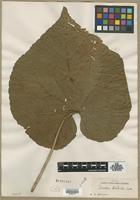 Type? of Dombeya wallichii (Lindl.) Baill. [family STERCULIACEAE]