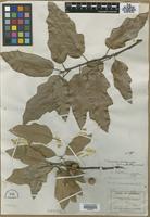 Filed as Quercus inaequalis E.J.Palmer & Steyerm. [family FAGACEAE]