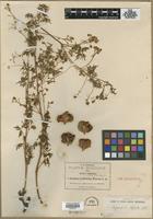 Filed as Serjania dissecta S.Watson [family SAPINDACEAE]