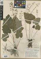 Type of Tiarella cordifolia L. subsp. collina Wherry [family SAXIFRAGACEAE]