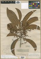 Type? of Wallenia myrianthos Rchb. ex A.DC. [family MYRSINACEAE]