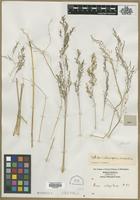 Filed as Aira sp. [family POACEAE]