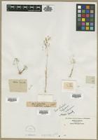 Filed as Aira sp. [family POACEAE]