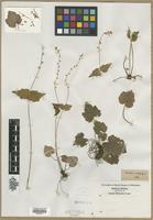 Filed as Mitella diphylla L. [family SAXIFRAGACEAE]