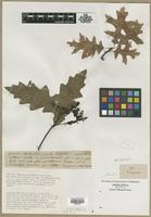 Filed as Quercus sp. [family FAGACEAE]