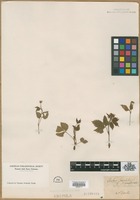 Filed as Rubus saxatilis L. var. canadensis (Michx.) Pursh [family ROSACEAE]