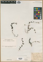 Filed as Veronica serpyllifolia L. [family SCROPHULARIACEAE]