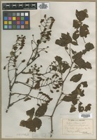 Filed as Rubus allegheniensis Porter [family ROSACEAE]