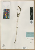 Filed as Veronica austriaca L. [family SCROPHULARIACEAE]