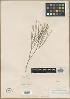 Filed as Psilotum triquetrum [family PSILOTACEAE]