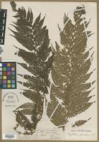Type? of Cyathea spinulosa Wall. [family CYATHEACEAE]