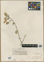 Type? of Hebanthe palmeri S.Watson [family AMARANTHACEAE]