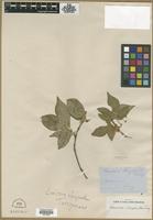 Type? of Lonicera chrysantha Turcz. [family CAPRIFOLIACEAE]