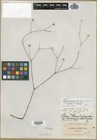 Isotype of Oxytheca parishii Parry subsp. [family POLYGONACEAE]