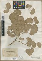 Type? of Populus pruinosa Schrenk [family SALICACEAE]