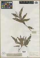 Filed as Quercus bartramii [family FAGACEAE]