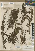 Type? of Spiraea hypericifolia L. [family ROSACEAE]