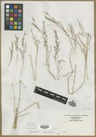 Filed as Aira sp. [family POACEAE]