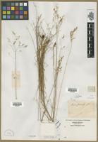 Filed as Aira sp. [family POACEAE]
