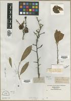 Filed as Prunus sp. [family ROSACEAE]