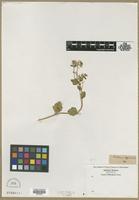 Filed as Cochlearia sp. [family BRASSICACEAE]