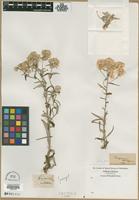 Filed As Gnaphalium Sp Family Asteraceae On Jstor