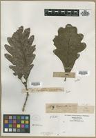 Filed as Quercus sp. [family FAGACEAE]