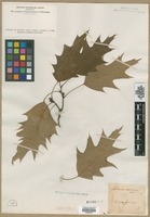 Filed as Quercus rubra L. [family FAGACEAE]