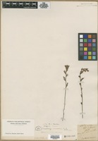 Filed as Bartsia coccinea L. [family SCROPHULARIACEAE]