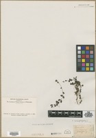 Filed as Veronica serpyllifolia L. [family SCROPHULARIACEAE]