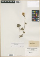 Filed as Potentilla aurea L. [family ROSACEAE]