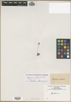Filed as Androsace obtusifolia All. [family PRIMULACEAE]