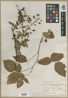 Filed as Rubus allegheniensis Porter [family ROSACEAE]