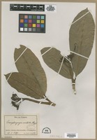 Filed as Conopharyngia contorta Stapf [family APOCYNACEAE]