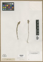 Filed as - ochroleuca [family NOT ON SHEET]