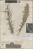Filed as Artemisia longifolia Nutt. [family ASTERACEAE]