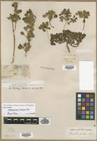Lectotype of Amaranthus pumilus Raf. [family AMARANTHACEAE]