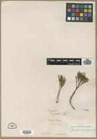 Type? of Psilotum nudum [family PSILOTACEAE]