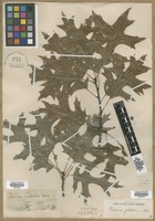 Filed as Quercus palustris [family FAGACEAE]
