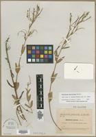 Filed as Epilobium gratum Sennen [family ONAGRACEAE]