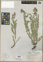 Isotype of Erigeron uintahensis Cronquist [family ASTERACEAE]