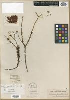Type of Eriogonum rosmarinifolium Nutt. [family POLYGONACEAE]