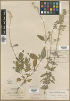 Type? of Iresine schaffneri S.Watson [family AMARANTHACEAE]