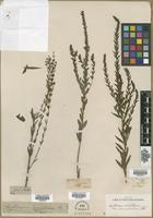 Filed as Lythrum lanceolatum Elliott [family LYTHRACEAE]