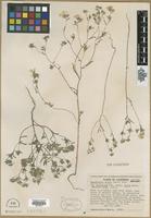 Isotype of Lagophylla minor (D.D.Keck) D.D.Keck subsp. [family ASTERACEAE]