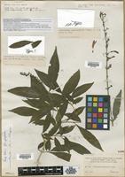 Isotype of Odontonema bracteolatum Kuntze parviflorum Leonard [family ACANTHACEAE]