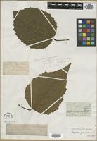 Filed as Populus grandidentata Michx. [family SALICACEAE]